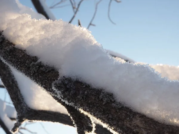 Ramas Árboles Cubiertas Nieve Sobre Fondo Azul Del Cielo —  Fotos de Stock