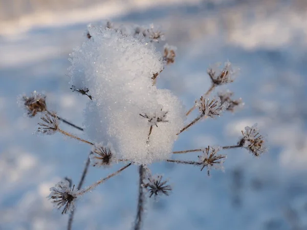 Växter Äng Täckt Med Snö — Stockfoto