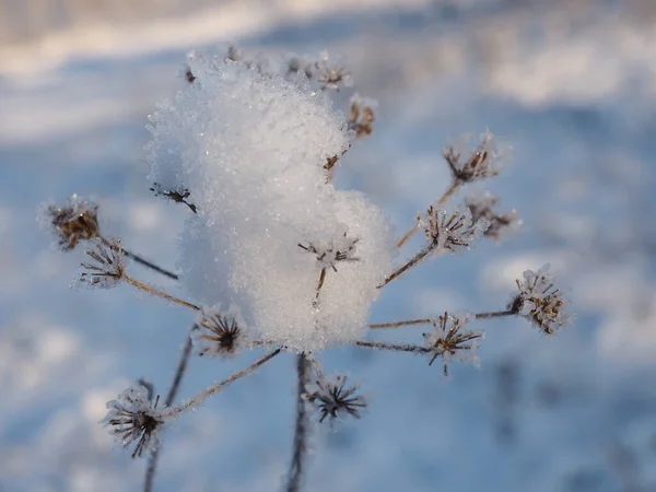 Plants Meadow Covered Snow — Stock Photo, Image