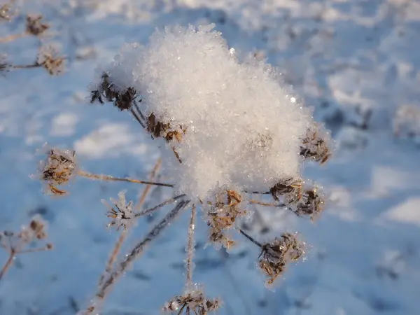 雪に覆われた草原の植物は — ストック写真