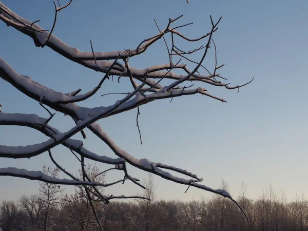Ветви Деревьев Покрыты Снегом Фоне Голубого Неба — стоковое фото
