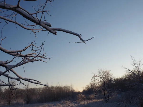 Branches Arbres Recouvertes Neige Sur Fond Bleu Ciel — Photo