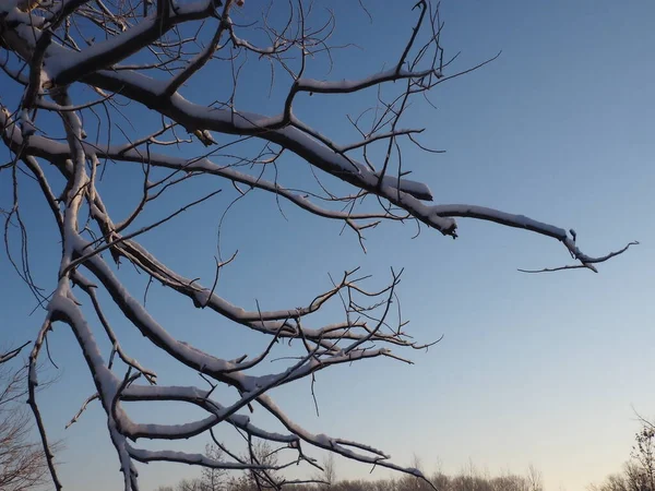 Gałęzie Drzewa Pokryte Śniegiem Tle Błękitnego Nieba — Zdjęcie stockowe