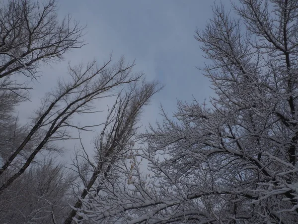 하늘에 눈덮인 가지들 — 스톡 사진