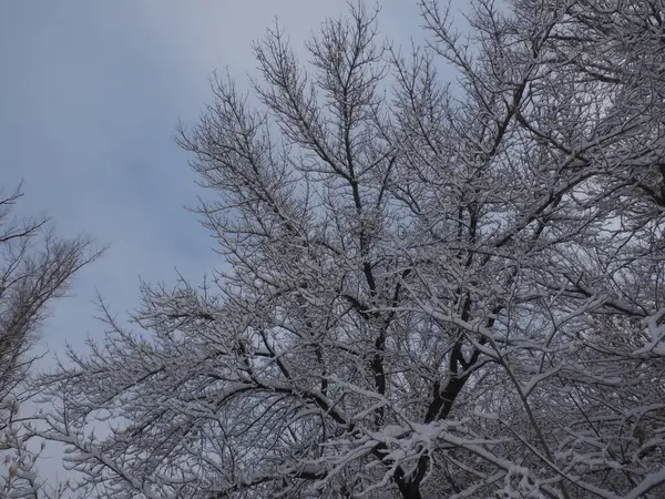 Schneebedeckte Äste Gegen Den Himmel — Stockfoto