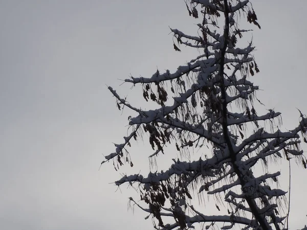 Siluetas Ramas Árboles Cubiertas Nieve Sobre Fondo Nubes Grises —  Fotos de Stock