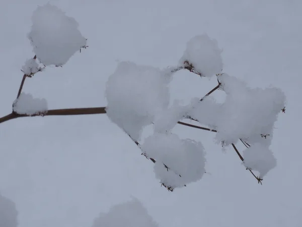 Eine Pflanze Auf Einer Mit Schneeflocken Bedeckten Wiese — Stockfoto