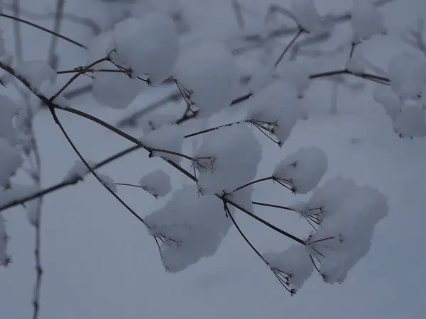 Рослина Лузі Вкритому Сніговими Пластівцями — стокове фото