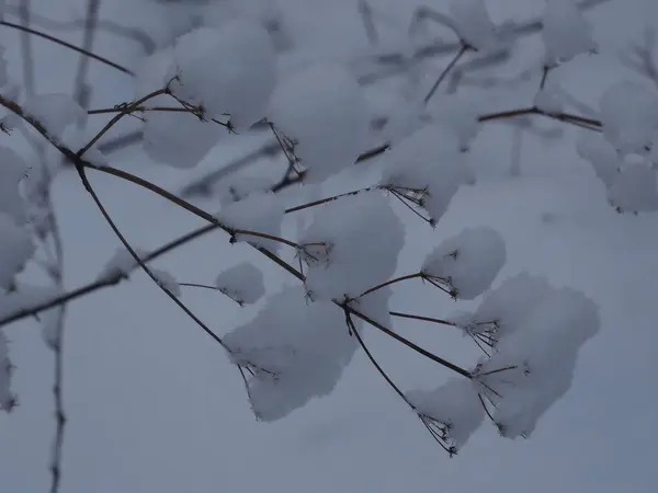 Uma Fábrica Prado Coberto Flocos Neve — Fotografia de Stock