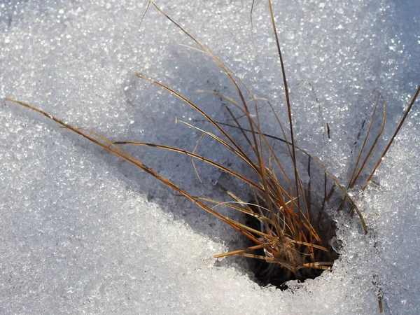 Première Fonte Des Neiges Soleil — Photo