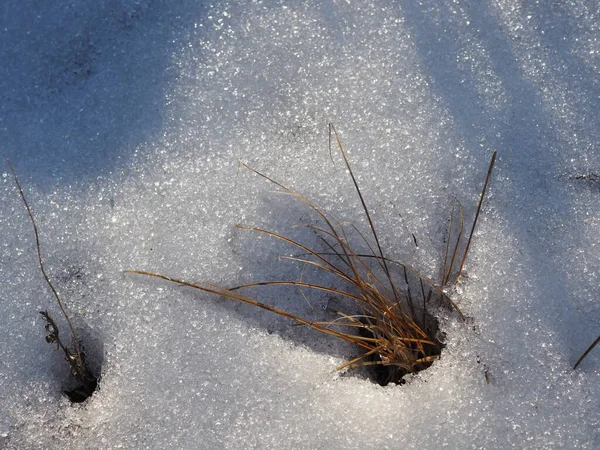 Prima Neve Che Scioglie Sole — Foto Stock