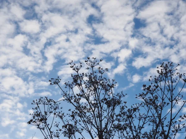Bulutlu Bir Gökyüzüne Karşı Kurumuş Bitkilerin Siluetleri — Stok fotoğraf
