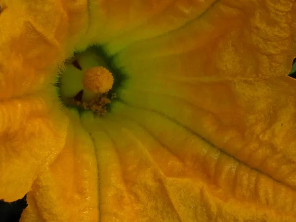Тыквенный Цвет Летнем Саду — стоковое фото