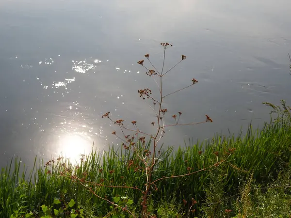 Ranní Slunce Odrážející Hladině Řeky — Stock fotografie