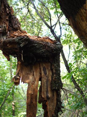 Yaz ormanında yaşlı bir ağaç