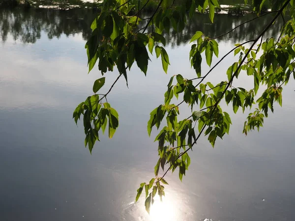 Sol Mañana Reflejándose Superficie Del Río —  Fotos de Stock