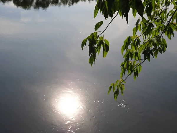 Morning Sun Reflecting Surface River — 图库照片