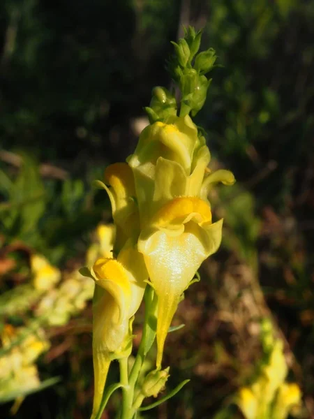 Virágzó Linaria Vulgaris Egy Nyári Réten — Stock Fotó