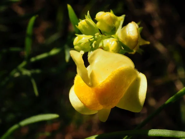 Virágzó Linaria Vulgaris Egy Nyári Réten — Stock Fotó