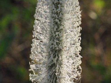 Çiçek açan bir bitki Yaz çayırında