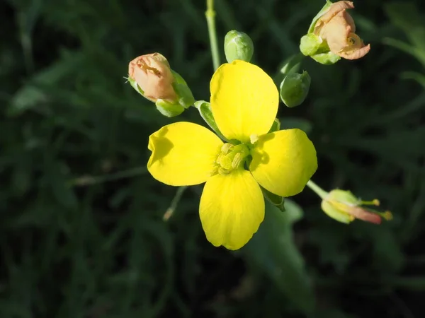 Yellow Arugula Flower Summer Garden — Foto Stock