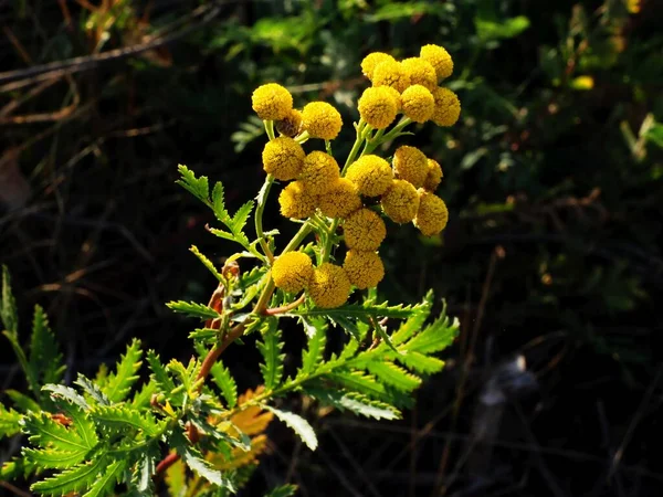 Blooming Tansy Rays Summer Sun — Foto Stock