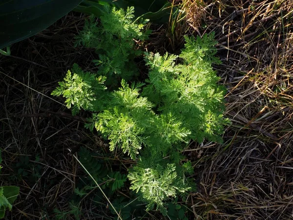 Artemisia Abrotanum Skjuter Sommaräng — Stockfoto
