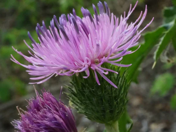 Flowering Thistle Summer Meadow — Stock Photo, Image