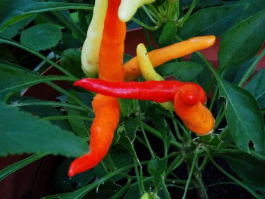 Yaz bahçesinde olgun kırmızı biberler