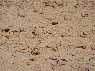 Kesilmiş kabuk taşının orijinal dokusu.