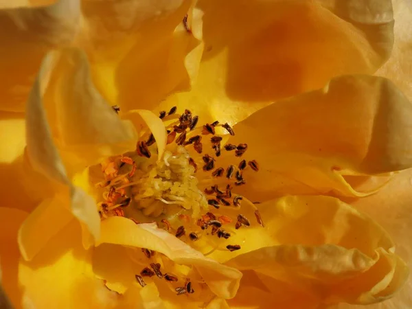 Sárga Rózsa Virág Nyári Kertben — Stock Fotó