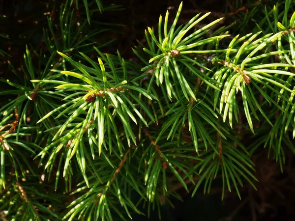 Spruce Shoots Bright Summer Sun — Fotografia de Stock