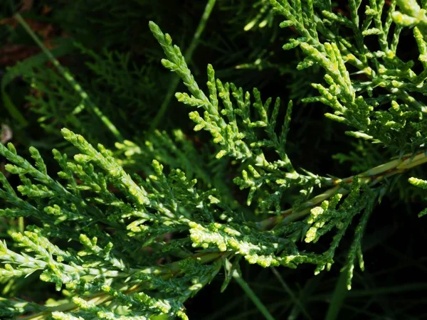 Summer Sun Illuminates Young Shoots Juniper — Fotografia de Stock