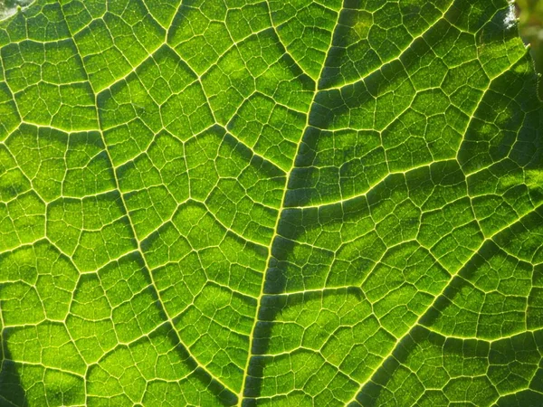 Leaf Plant Bright Summer Sun — Stock Photo, Image