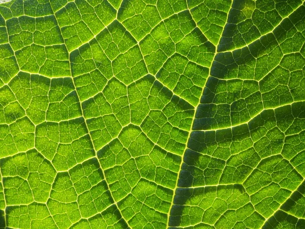 明るい夏の太陽の下での植物の葉 — ストック写真