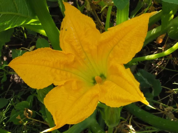 夏の庭のズッキーニの花 — ストック写真