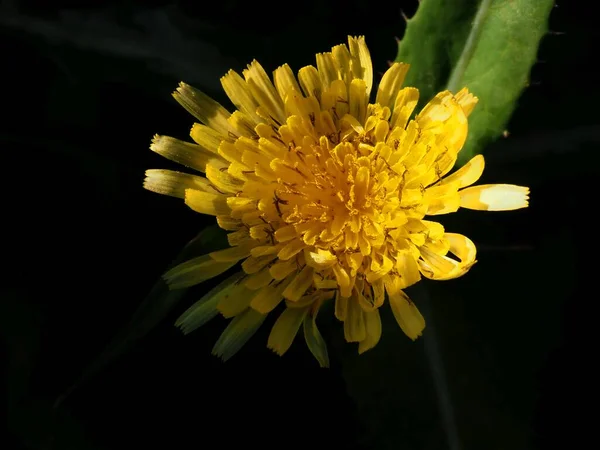 Gelbe Crepis Blume Auf Einer Sommerwiese — Stockfoto