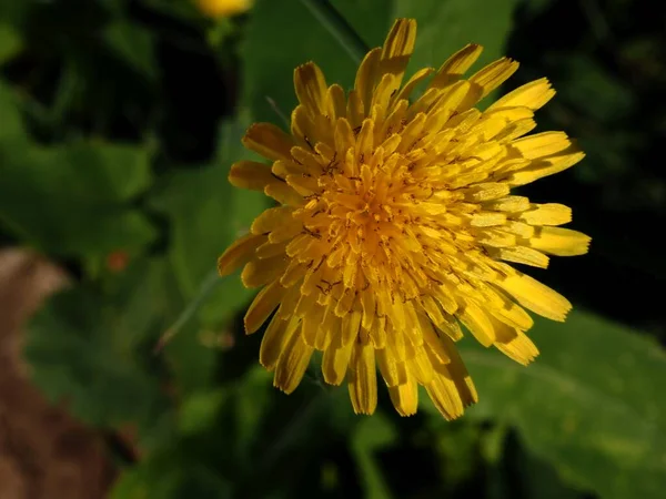 Gelbe Crepis Blume Auf Einer Sommerwiese — Stockfoto