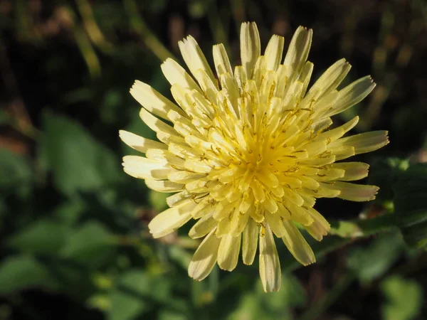 Żółty Crepis Kwiat Letniej Łące — Zdjęcie stockowe