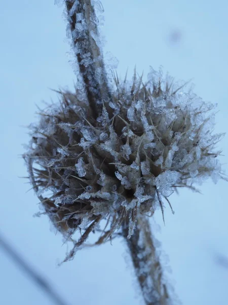 Frost Covering Dry Plants Winter Meadow — 스톡 사진