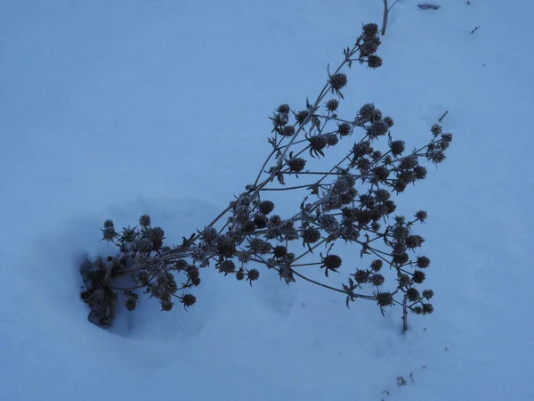 Frost Covering Dry Plants Winter Meadow — Foto Stock