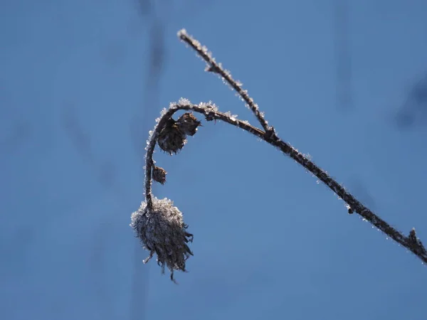 Frost Covering Dry Plants Winter Meadow — Fotografia de Stock