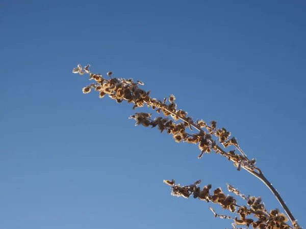 Dry Plant Covered Frost Blue Sky Background — Stok fotoğraf