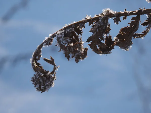 Frost Covering Dry Plants Winter Meadow — Stockfoto