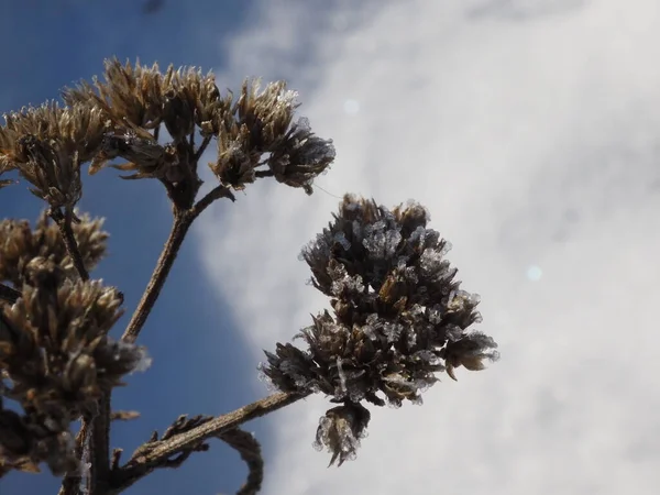 Frost Covering Dry Plants Winter Meadow — 스톡 사진