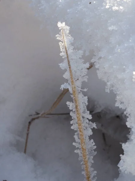 Frost Covering Dry Plants Winter Meadow — 图库照片