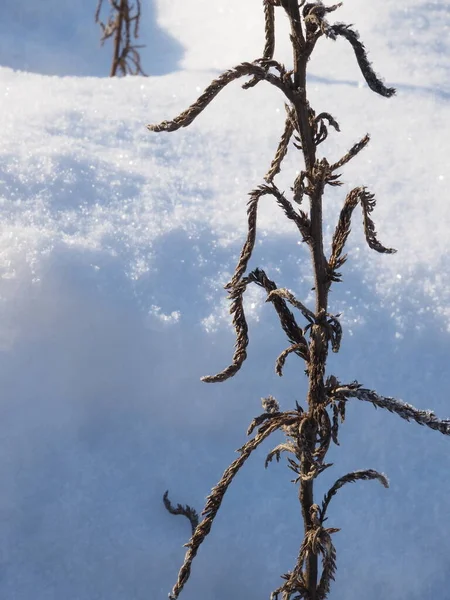 Frost Covering Dry Plants Winter Meadow — Foto Stock