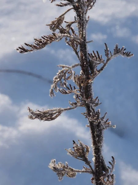 冬の牧草地で乾燥植物を覆う霜 — ストック写真