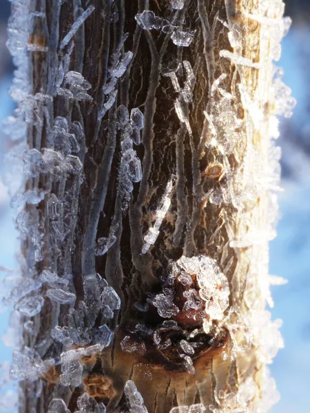 Παγετός Κορμό Δέντρου Στο Δάσος — Φωτογραφία Αρχείου