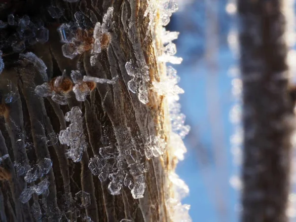 森の木の幹に霜が降り — ストック写真